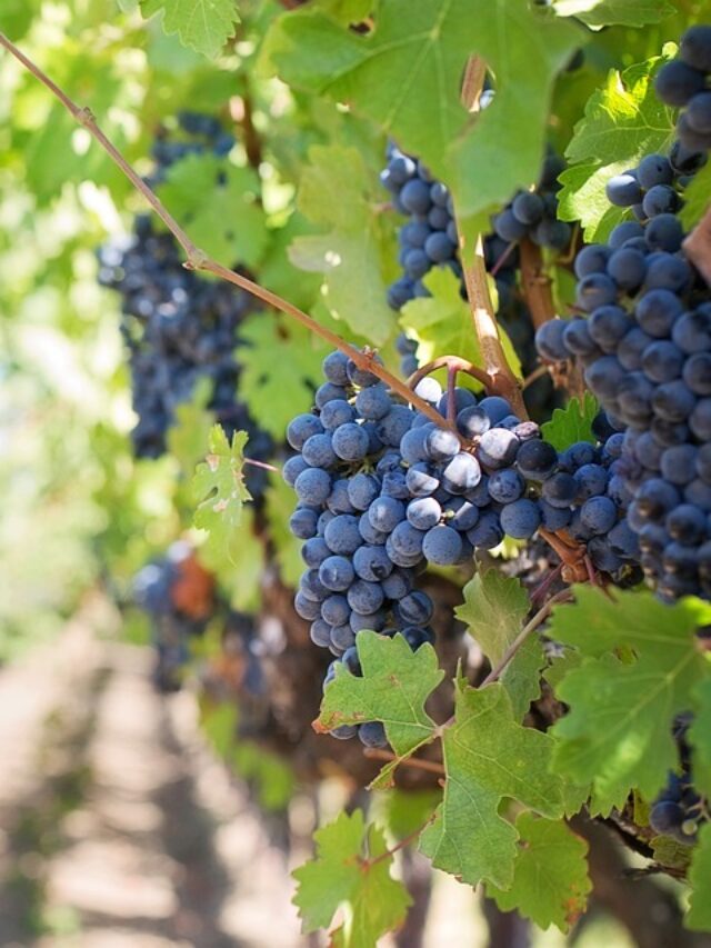 The top benefits of eating grapes