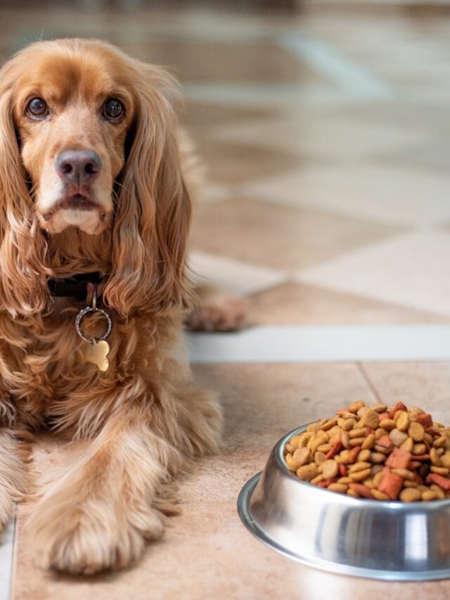 Avoid feeding your pets these foods
