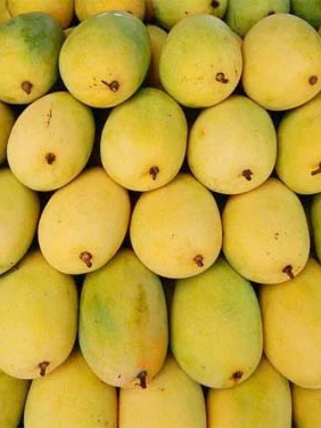 Which are the best mangoes in India
