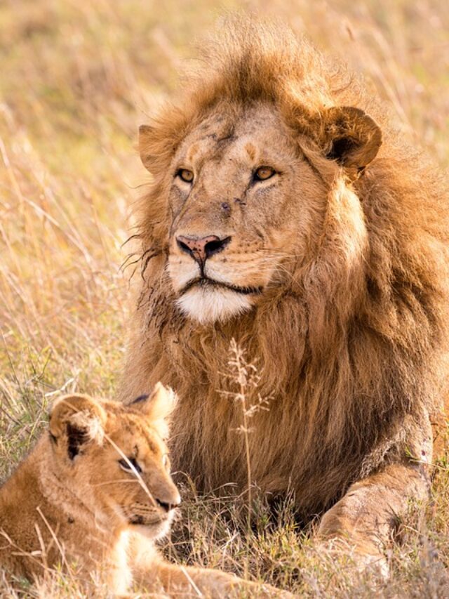 7 Animals That Can Kill a Lion