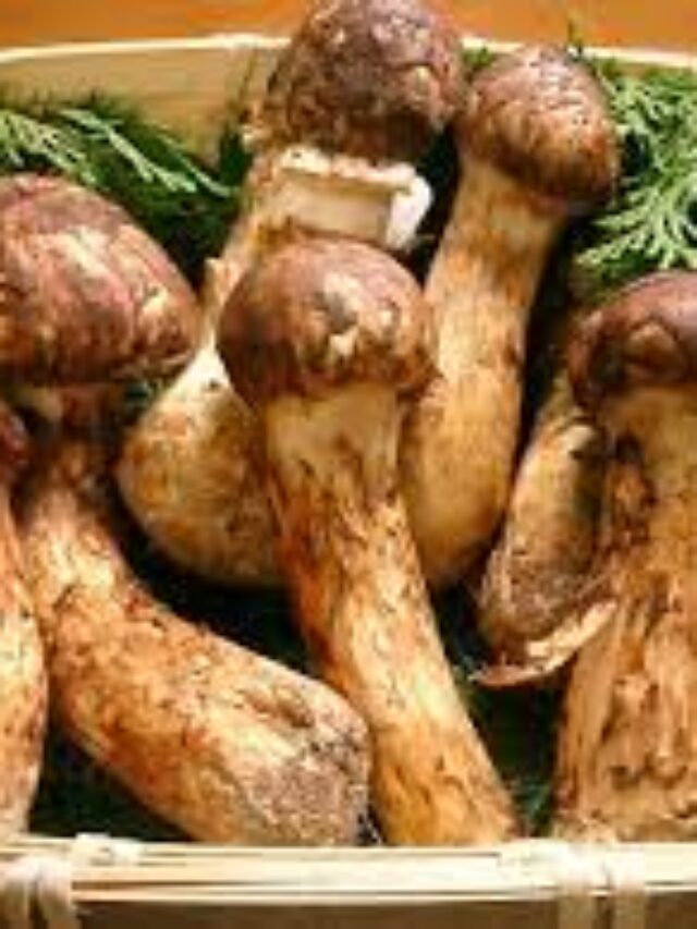 6 Most Expensive Vegetables In The World