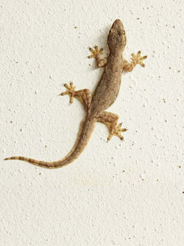 உடல் பாகங்களில் பல்லி விழும் பலன் என்ன