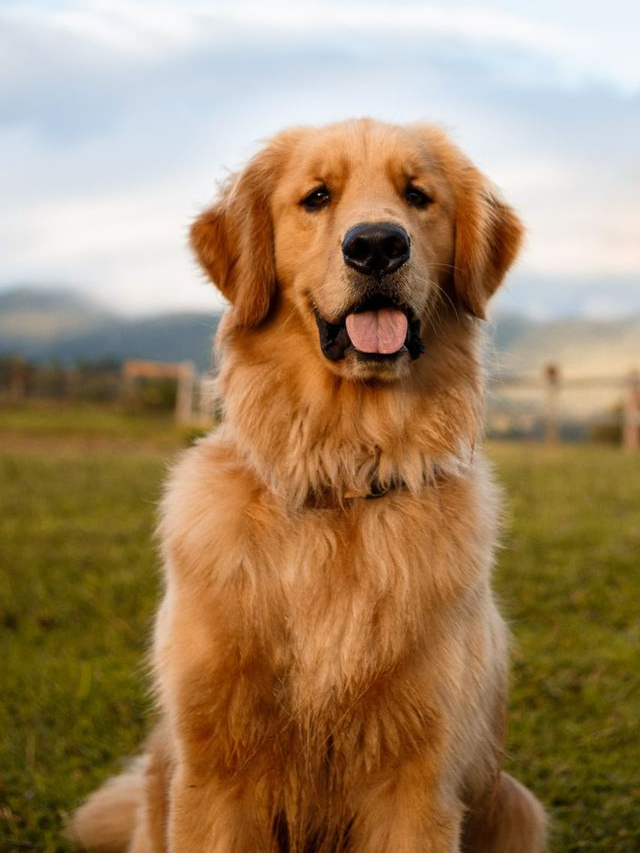 the dog in toy story