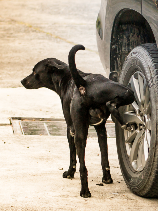 நாய்கள் மின்கம்பத்திலோ அல்லது கார் டயரிலோ சிறுநீர் கழிப்பது ஏன்..?