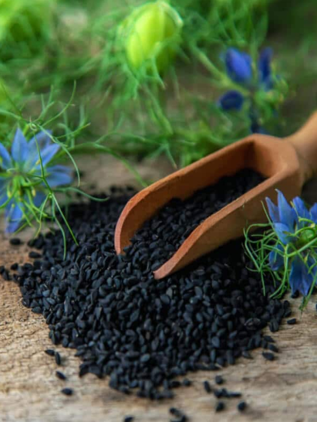 கலோஞ்சி விதை பற்றி தெரியுமா.. கலோஞ்சி விதையின் மருத்துவ பயன்கள்..!!